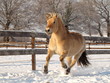 Norweger im Galopp