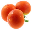 tomates fond blanc tomates fond blanc