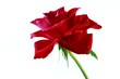 Rote Rose III