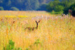 deer deer