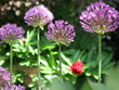Allium