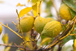 lemons in the lemon tree