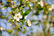 cherry plum