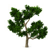 Tree.