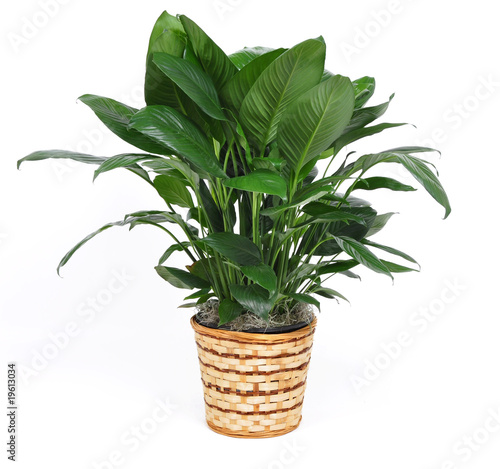 Photo: Houseplant Houseplant