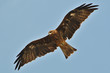Aigle (Tobi) chassant à Kamakura (Japon)
