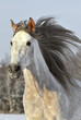 white horse run gallop in winter