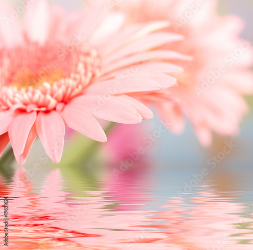Pink daisy-gerbera with soft focus reflected in the water.