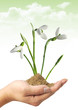 Hand and a snowdrop