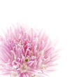 Pink flower