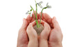 Hand and a snowdrop