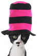 Cat wearing a hat