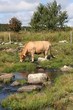 point eau aubrac