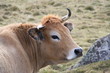 boeuf