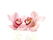 Pink Orchids