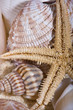 Starfish and Shells Starfish and Shells