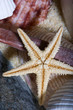 Starfish and Shells 2 Starfish and Shells 2