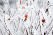 Frosty rose bushes