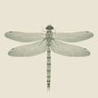 dragon-fly on a neutral background