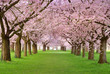 Kirschgarten In Voller Blüte