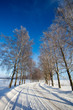 Frost covered birch tree allay in winter Frost covered birch tree allay in winter