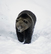 ours brun ours brun