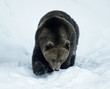ours brun ours brun