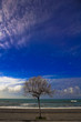 Albero