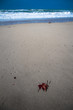 Foglia in solitaria
