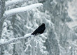 Grand corbeau Grand corbeau