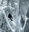 Grand corbeau Grand corbeau
