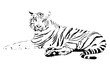 white tiger on a white background