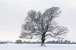 tree in a field of snow