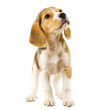 curious beagle puppy curious beagle puppy
