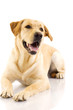 Puppy Labrador retriever