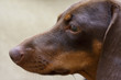 Dachshund portrait