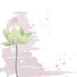 Delicate lotus flower