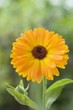 Ringelblume – Calendula Officinalis