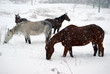 Horses in the snow