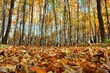 autumn in forest