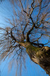 Tree in Winter