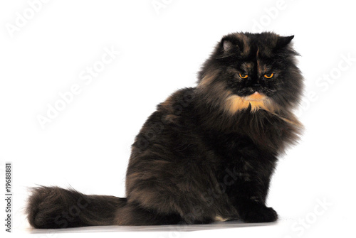 Photo: Tortie persian cat breed on white background Tortie persian cat breed on white background