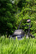 Hohes Gras