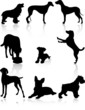 Dogs Dogs