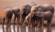 Elephants drinking Elephants drinking