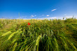 Coquelicot dans le houblon