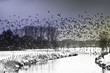 Vogelflug Vogelflug
