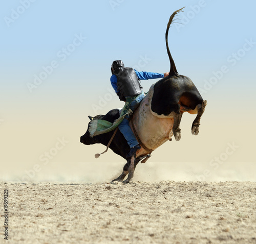 Foto: Cowboy Riding a Large Fresian Bull Cowboy Riding a Large Fresian Bull