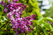 Lilac blossoming branchs Lilac blossoming branchs