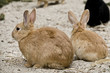 Osterhase_3